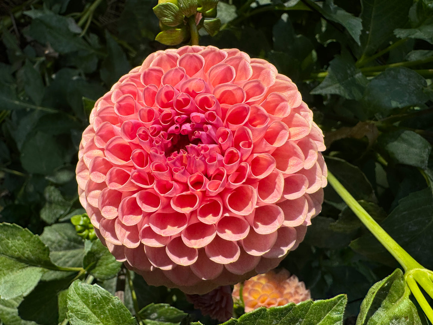 Mystery Dahlias