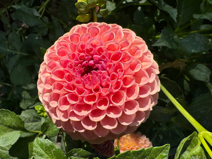 Mystery Dahlias