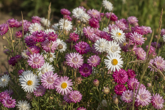 Xeranthemum immortelle mix Halcyon Hill Gardens